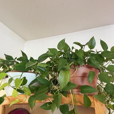LOT 141F: 2 Pothos Plants in Pots