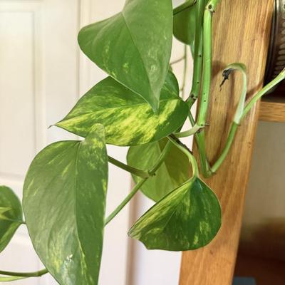 LOT 141F: 2 Pothos Plants in Pots