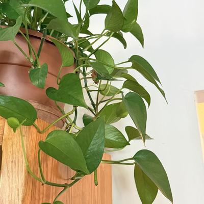 LOT 141F: 2 Pothos Plants in Pots