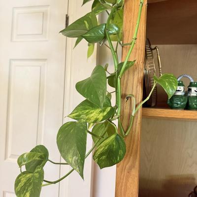 LOT 141F: 2 Pothos Plants in Pots
