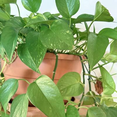 LOT 141F: 2 Pothos Plants in Pots
