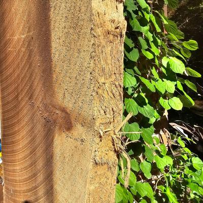 Rough-Cut Wood Slab for Mantle or Other (G-JS)
