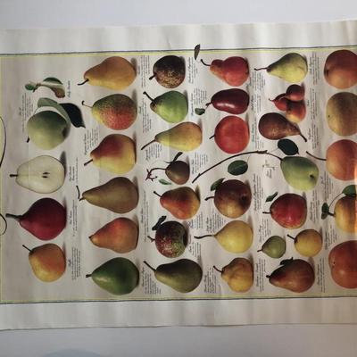 Lithographic Pear Poster