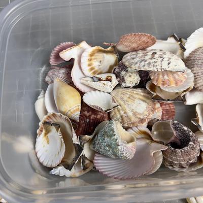 Sale Photo Thumbnail #745: I hear Hawaii Calling!!! Genuine Sea Shells. 