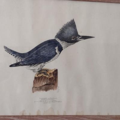 Framed Print of Belted Kingfisher- Approx 23 1/2" X 15 1/2"
