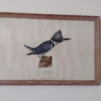 Framed Print of Belted Kingfisher- Approx 23 1/2" X 15 1/2"