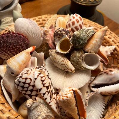 Sale Photo Thumbnail #52: Sea shells 