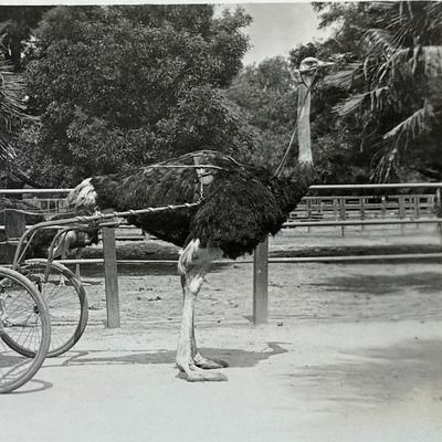 RPPC LOS ANGELES OSTRICH FARM 1923