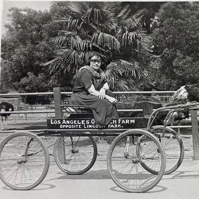 RPPC LOS ANGELES OSTRICH FARM 1923