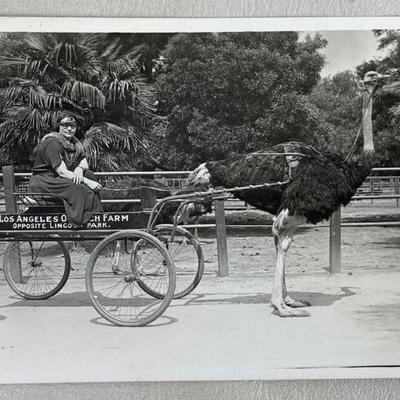RPPC LOS ANGELES OSTRICH FARM 1923