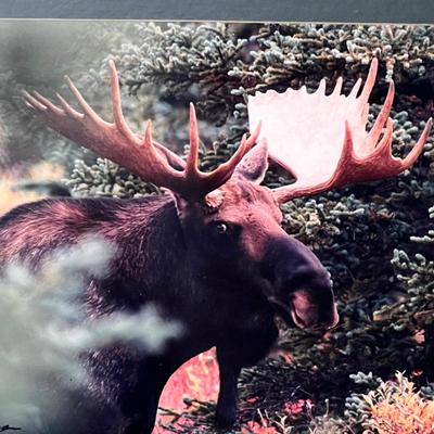 Signed Wildlife Photography in Matching Red Rustic Frames (DR-RG)