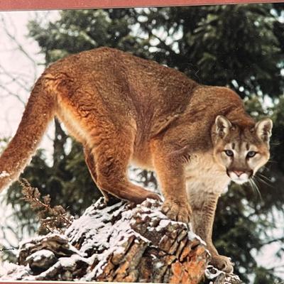 Signed Wildlife Photography in Matching Red Rustic Frames (DR-RG)