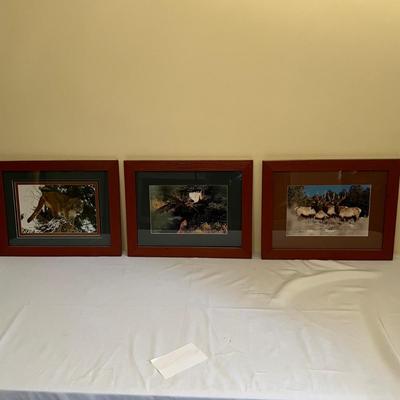Signed Wildlife Photography in Matching Red Rustic Frames (DR-RG)