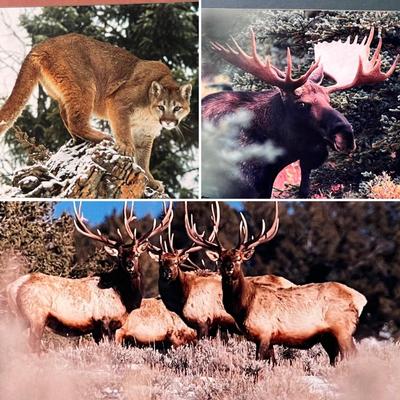 Signed Wildlife Photography in Matching Red Rustic Frames (DR-RG)