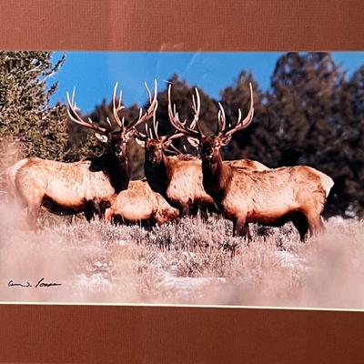 Signed Wildlife Photography in Matching Red Rustic Frames (DR-RG)