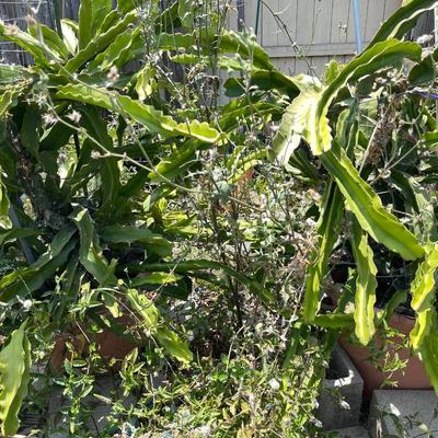 Thriving Dragon Fruit Plants