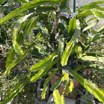 Thriving Dragon Fruit Plants