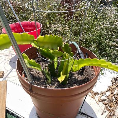 Thriving Dragon Fruit Plants