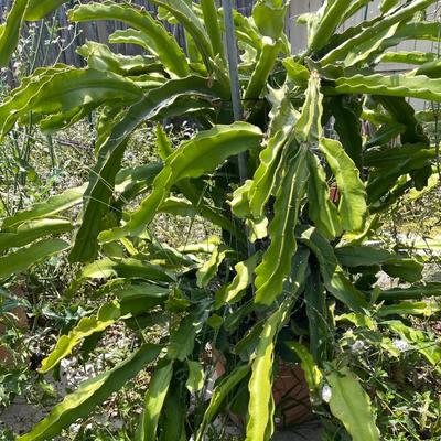 Thriving Dragon Fruit Plants