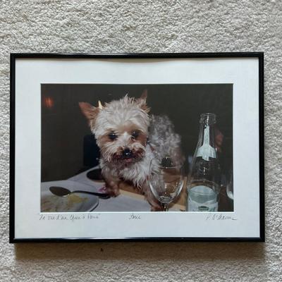 C224 "La Vie d'un Chien a' Paris" Photograph Of Yorkie Named Paris By P. McManus