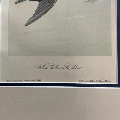 M248 Framed Print By John Audubon "White Bellied Swallow"