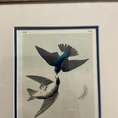 M248 Framed Print By John Audubon "White Bellied Swallow"