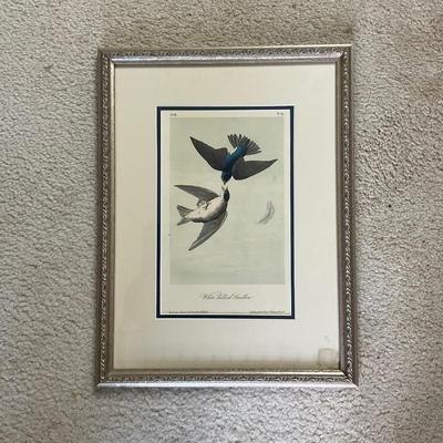 M248 Framed Print By John Audubon "White Bellied Swallow"