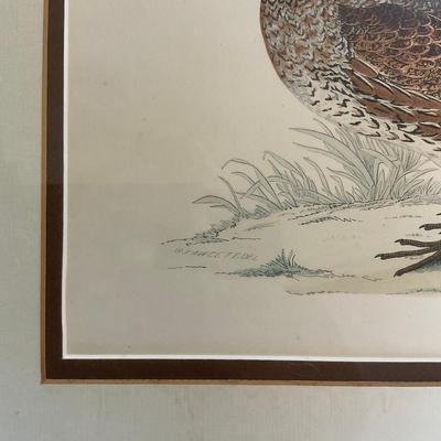 M252 Color Plate From British Game Birds And Wildfowl By Beverley R. Morris