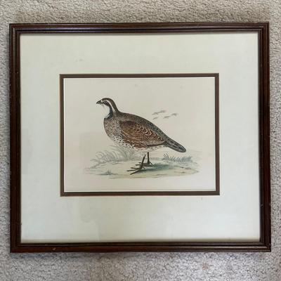 M252 Color Plate From British Game Birds And Wildfowl By Beverley R. Morris