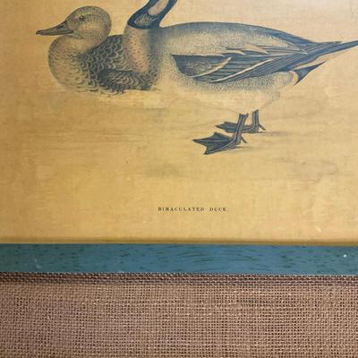 M253 "Bimaculated Duck" Framed Print