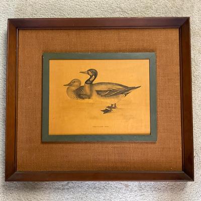 M253 "Bimaculated Duck" Framed Print