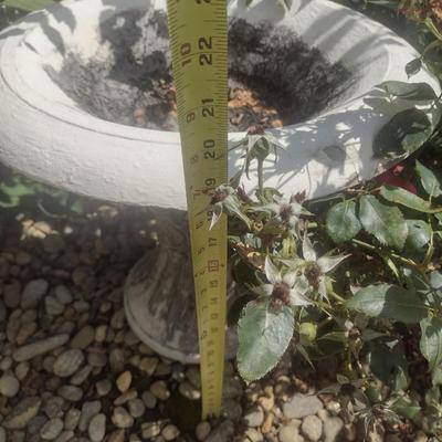Concrete Two-Piece Pedestal Bird Bath Choice B