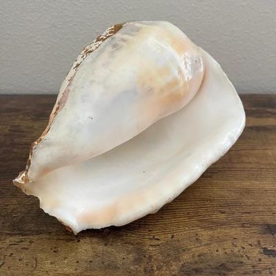 Conch shell