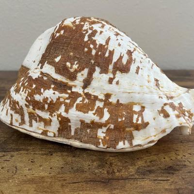 Conch shell
