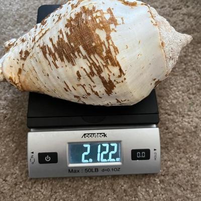 Conch shell
