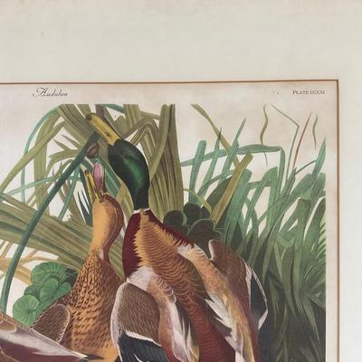 M260 John James Audubon Print "Mallard Duck" Plate 221 From "Birds of America" Collection
