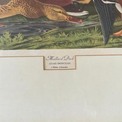 M260 John James Audubon Print "Mallard Duck" Plate 221 From "Birds of America" Collection