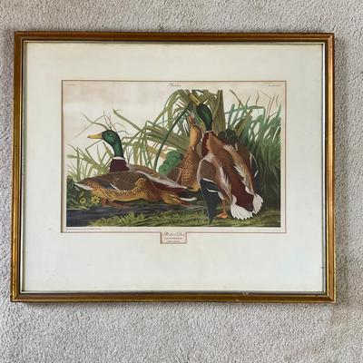 M260 John James Audubon Print "Mallard Duck" Plate 221 From "Birds of America" Collection