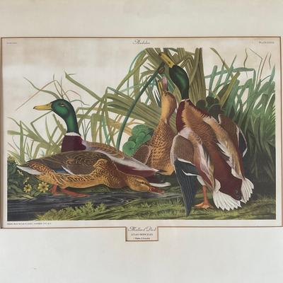 M260 John James Audubon Print "Mallard Duck" Plate 221 From "Birds of America" Collection