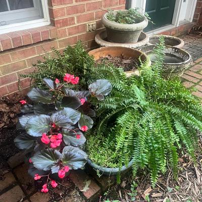 Plants & Plant Pots (FY-MG)