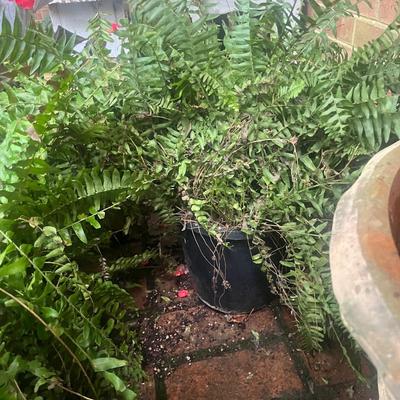 Plants & Plant Pots (FY-MG)