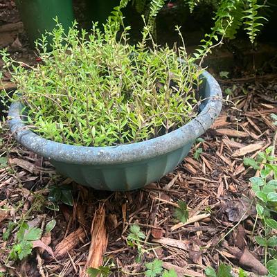 Plants & Plant Pots (FY-MG)