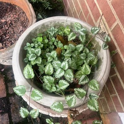 Plants & Plant Pots (FY-MG)