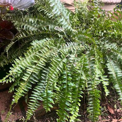 Plants & Plant Pots (FY-MG)