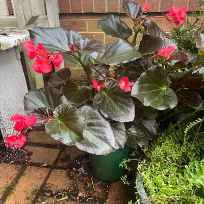 Plants & Plant Pots (FY-MG)