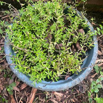 Plants & Plant Pots (FY-MG)