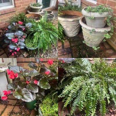 Plants & Plant Pots (FY-MG)