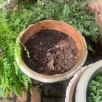 Plants & Plant Pots (FY-MG)