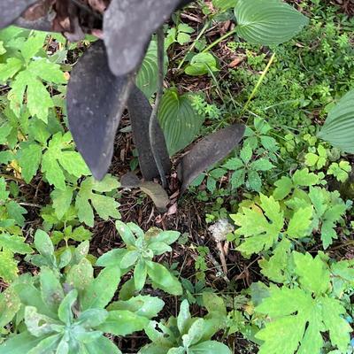 Six Metal Flowers on Stakes (FY-MG)