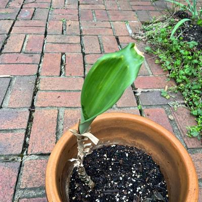 Five Glazed Plant Pots (FY-MG)